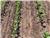 Gaspardo CropSeed frø såudstyr, Other Tillage Machines And Accessories, Agriculture